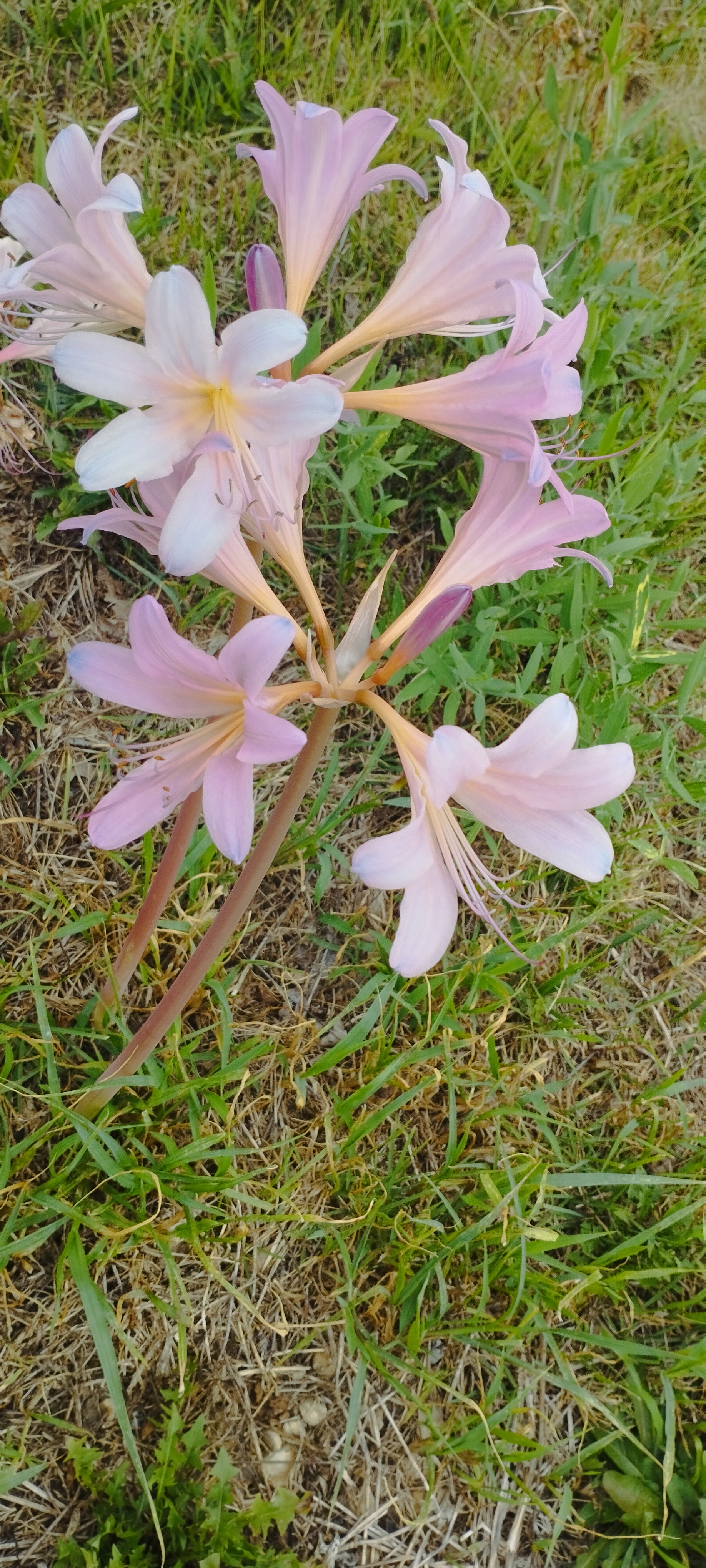 Carol's photo 1